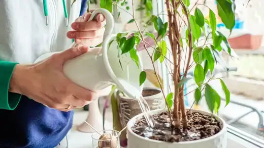 White ceramic watering can pouring water on potted plant in yard oasis