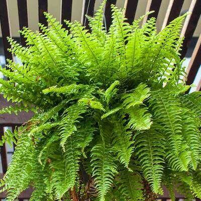 Lush vibrant green fern with feathery fronds for indoor outdoor gardens