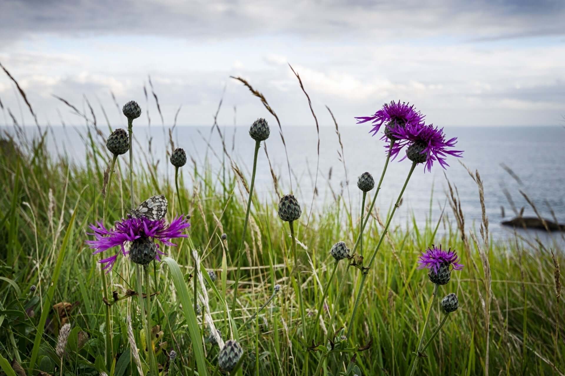 Purple knapweed flowers thriving on resilient coastal garden by the sea