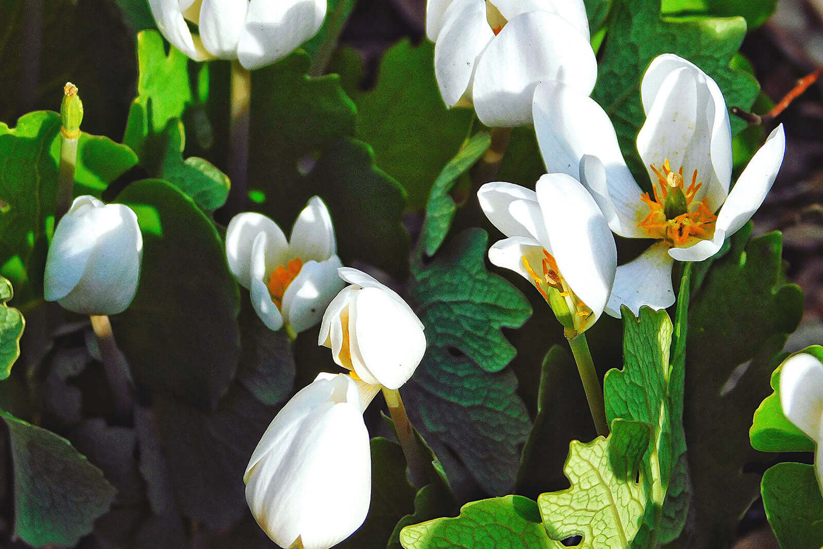 White tulips with orange centers and green leaves in Bloodroot Planting Guide