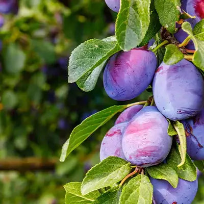 Ripe purple plums hanging from fruiting tree branch, glistening sheen.
