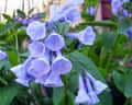 Purple bell-shaped perennial flowers with delicate petals and green stems