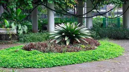 Vibrant green spiky plant boosting home appraisal in landscaped bed