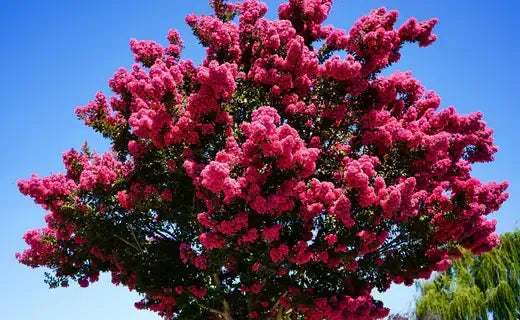 Vibrant pink crepe myrtle tree in full bloom against blue sky