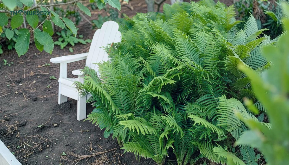 Fast-Growing Shade Trees for Hot Summer Yards