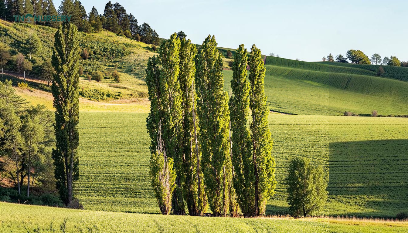 Complete Privacy Tree Guide: Lombardy Poplar for Yards - TN Nursery