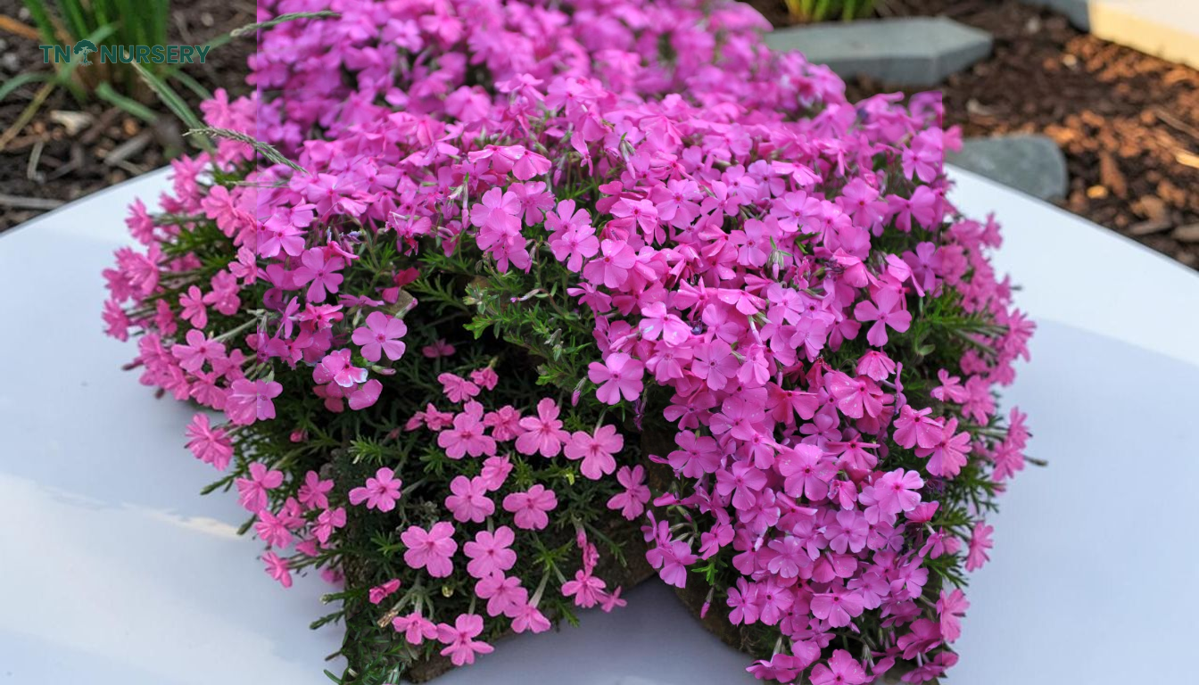 Fast-Growing Shade Trees for Summer Yards in 2026 - TN Nursery