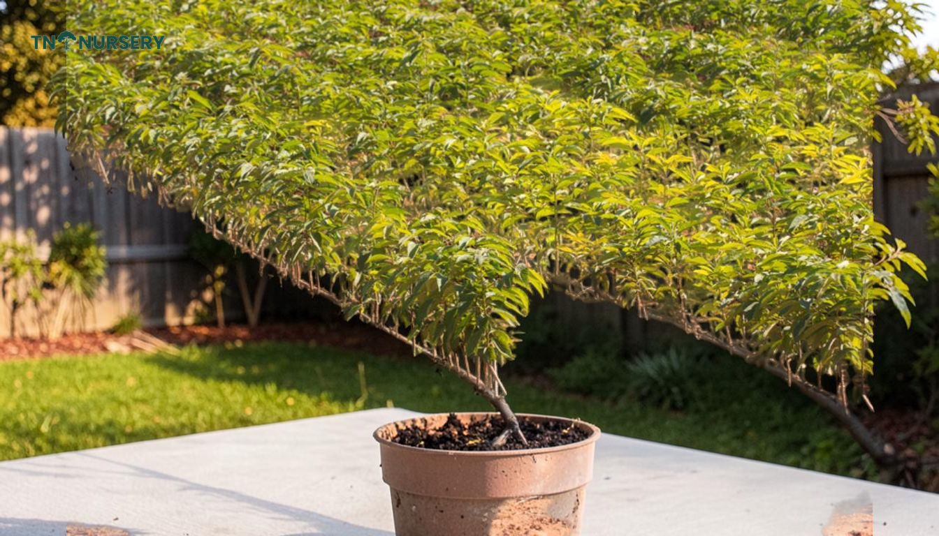 Persimmon Tree Seedlings for Summer Fruit Yards - TN Nursery