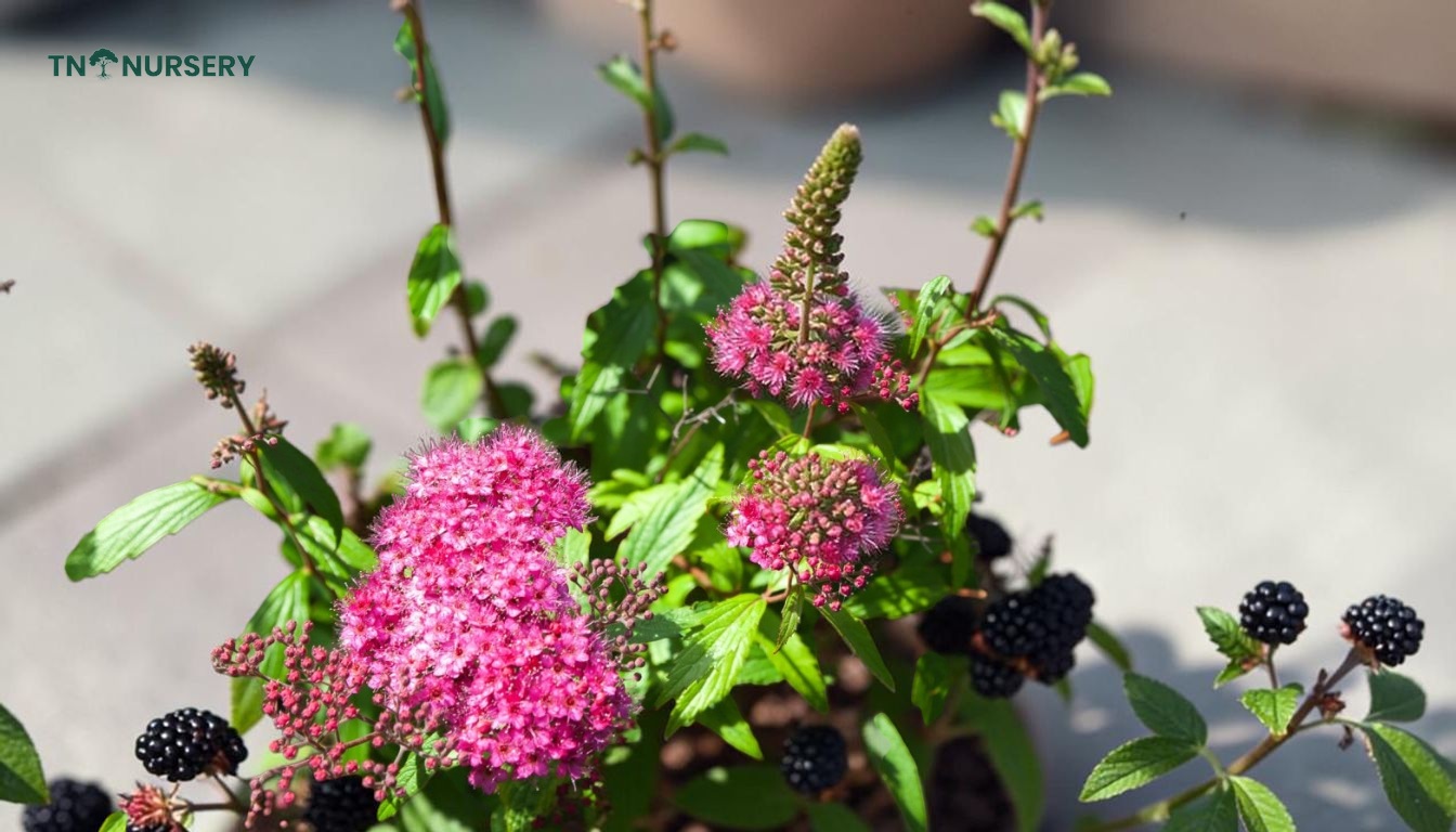 Essential Pink Spirea Shrub Care for Summer Borders - TN Nursery