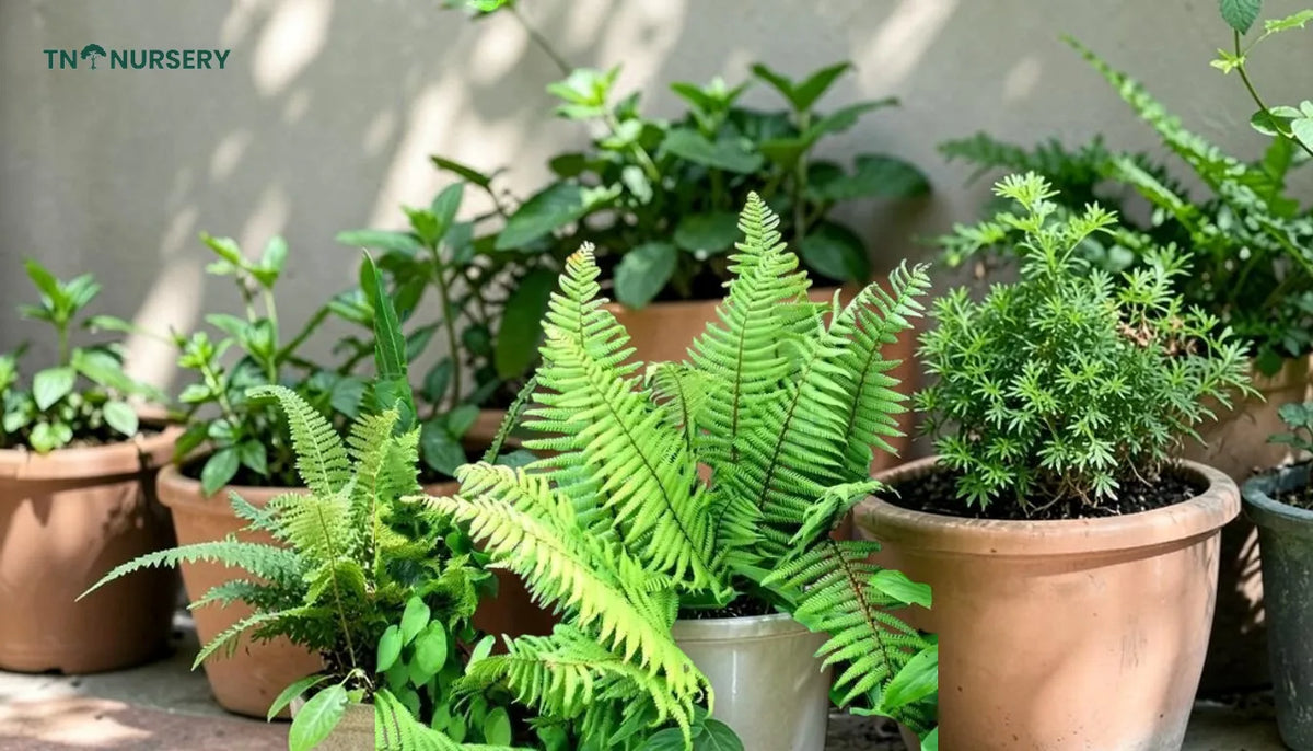 Summer Patio Plants: 7 Easy Picks for July Heat