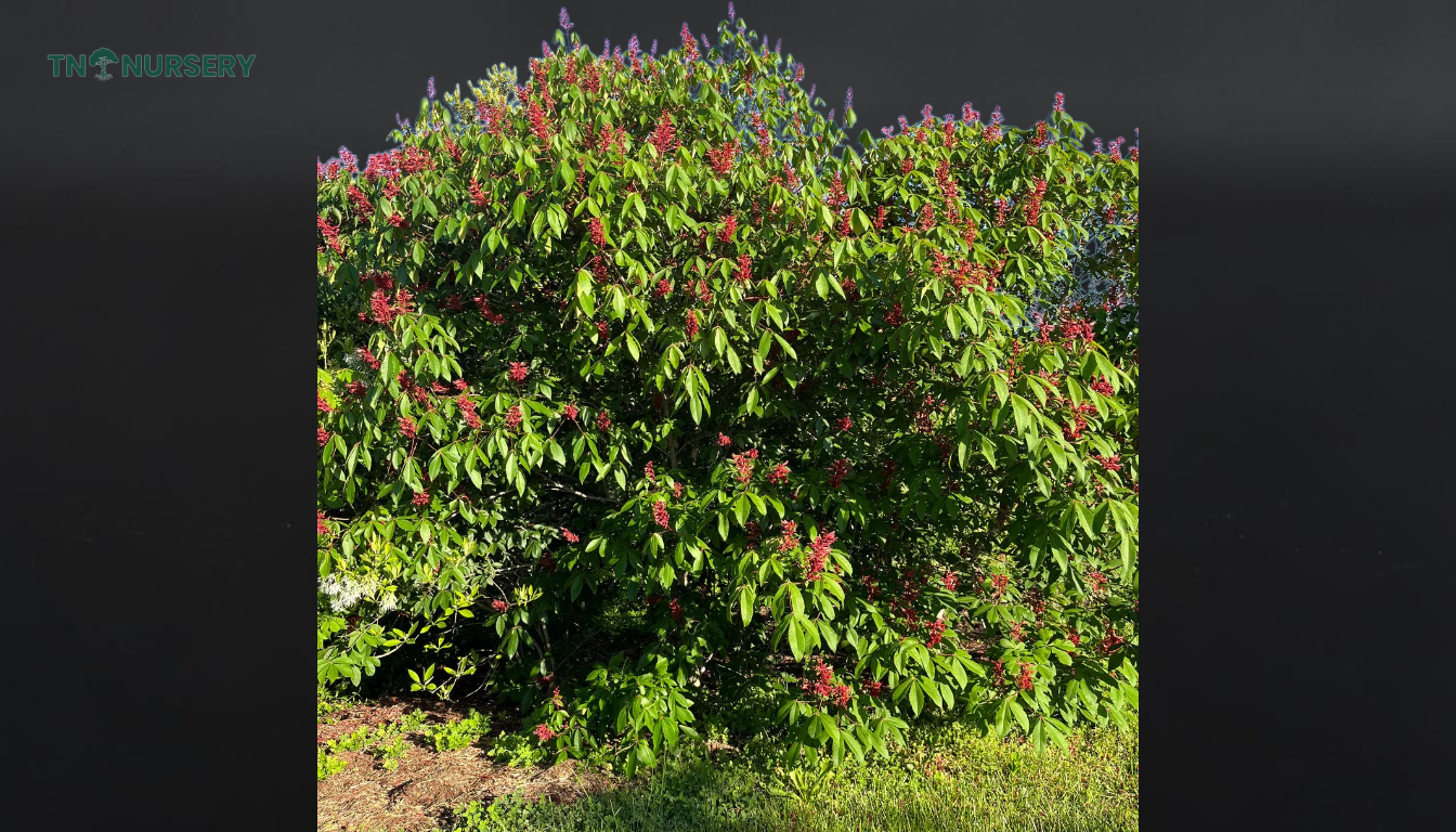 Firecracker Buckeye Trees for Small-Yard Privacy - TN Nursery