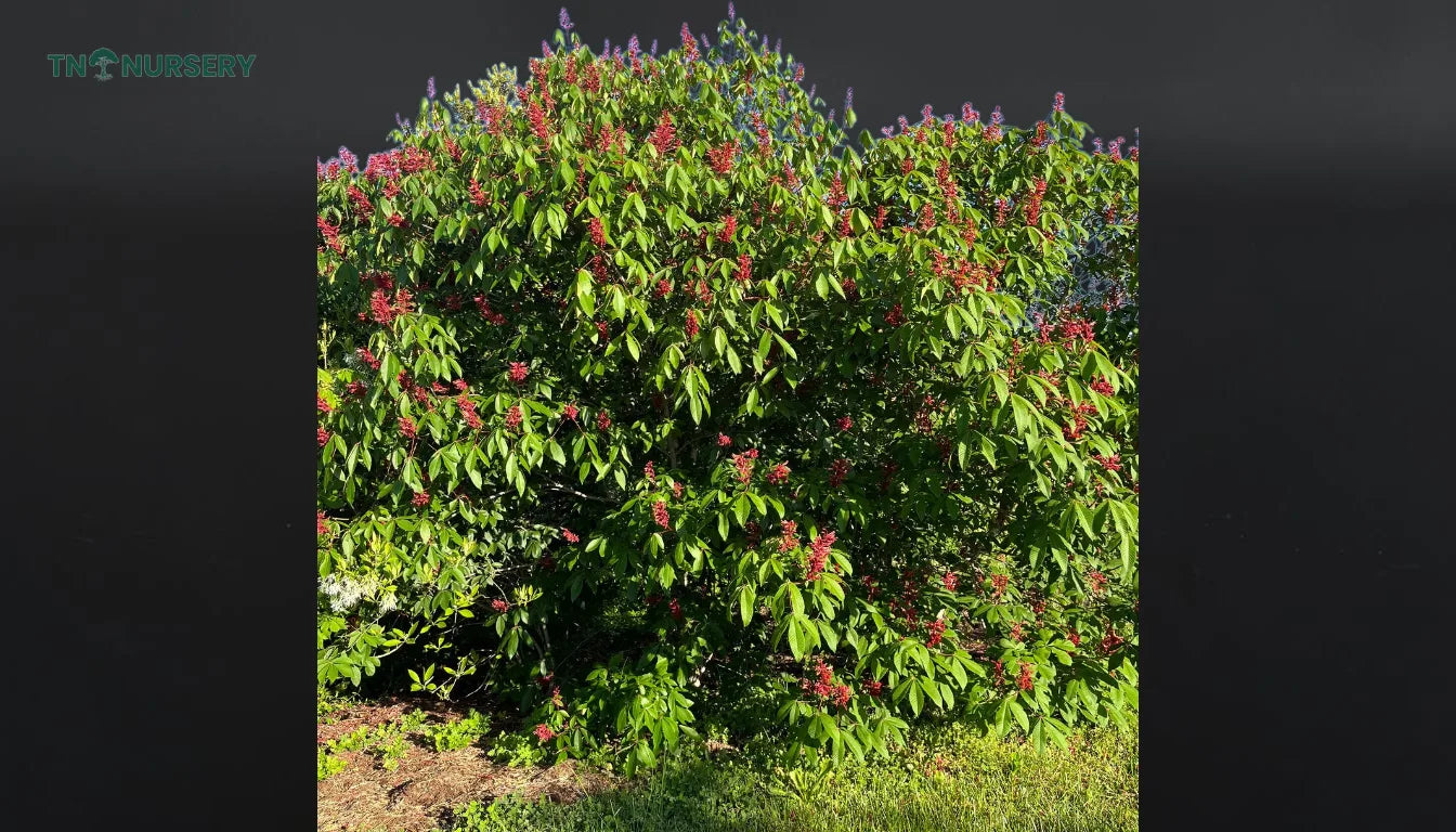 Firecracker Buckeye Trees for Small-Yard Privacy