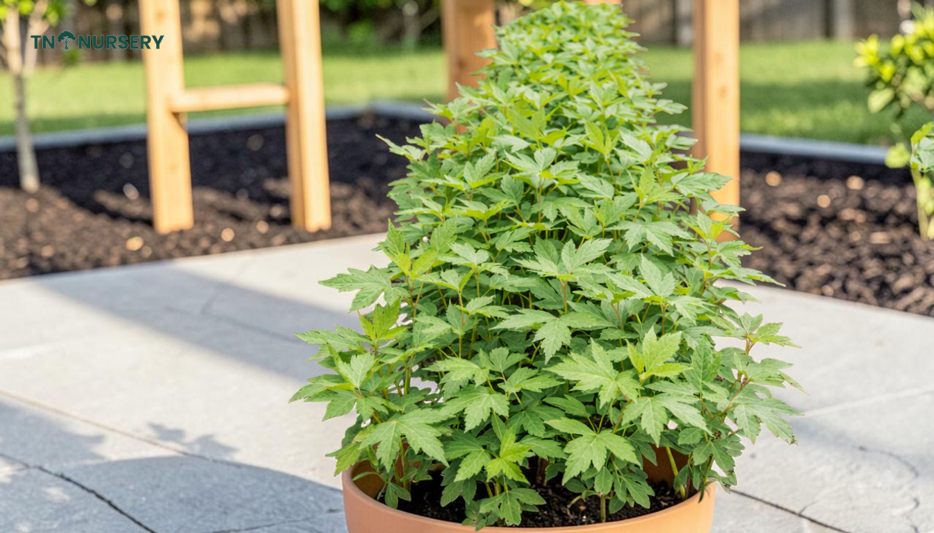 Fruit Trees for Patios: 7 Space-Saving Picks - TN Nursery