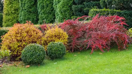 Vibrant autumn shrubs in golden orange red foliage best-selling garden bed