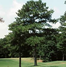 Tall Loblolly pine tree with dense green needles in grassy field