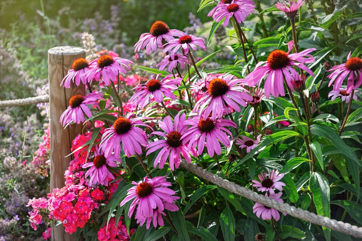 Vibrant purple coneflowers with orange centers in perennial garden foliage