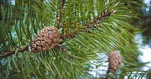 Brown pine cones among green needles on branch in TN Nursery vineyard article