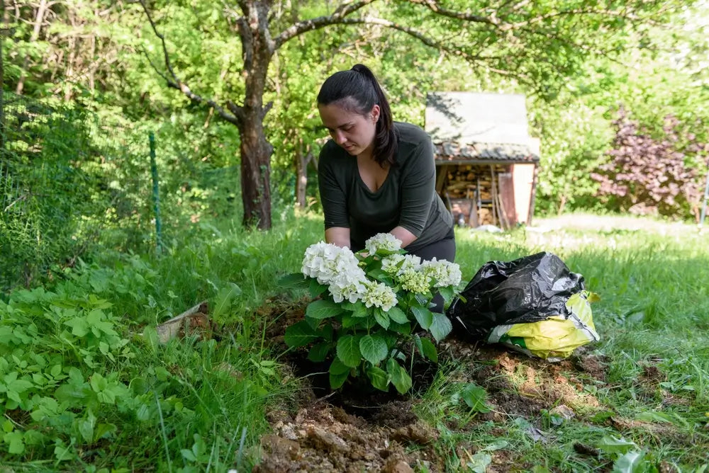 When to Plant Hydrangeas