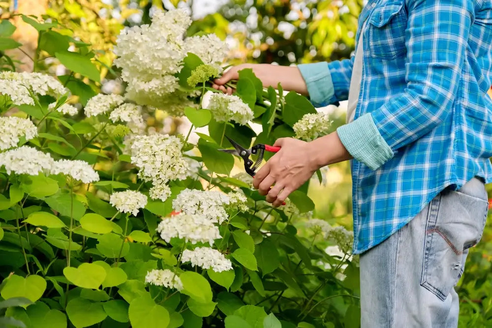 When to Prune Hydrangeas
