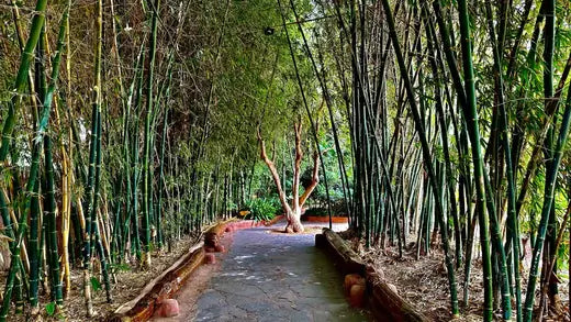 Arundinaria gigantea, giant cane, native bamboo
