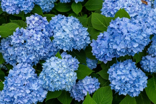 Vibrant blue hydrangea blossoms and lush green leaves, long-blooming perennial