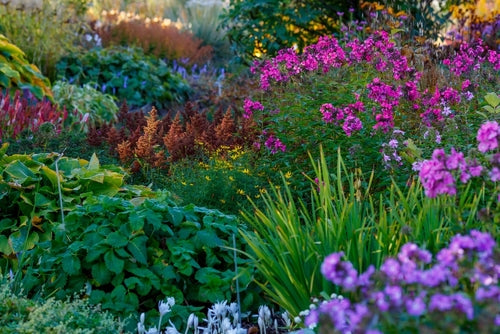 Vibrant wild type garden of native purple pink flowers and lush grasses