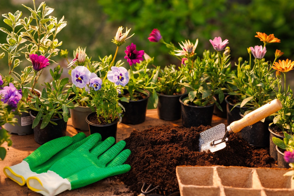 Best Perennial Plants for Clay Soil