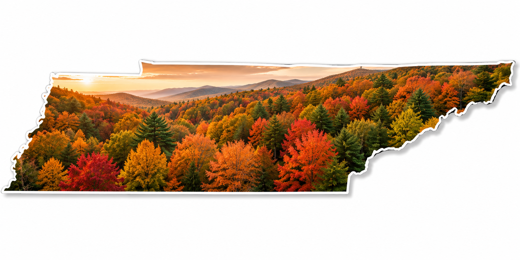 Best Native Trees For Tennessee Soil - TN Nursery