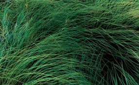Lush native grass blades swaying in breeze for landscaping
