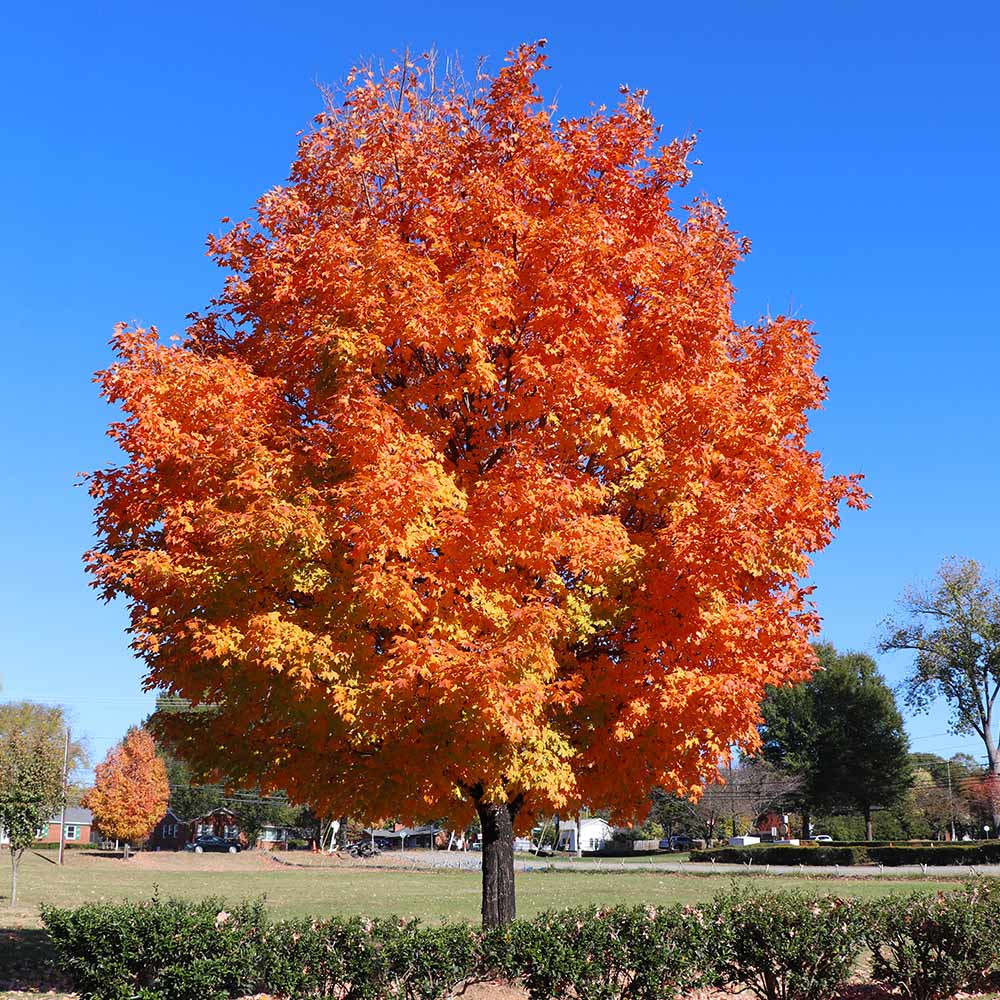 Vibrant orange maple tree with fiery foliage at nearby tree nursery