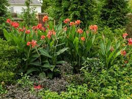 Vibrant orange canna lilies with lush green foliage, pandemic gardening trend