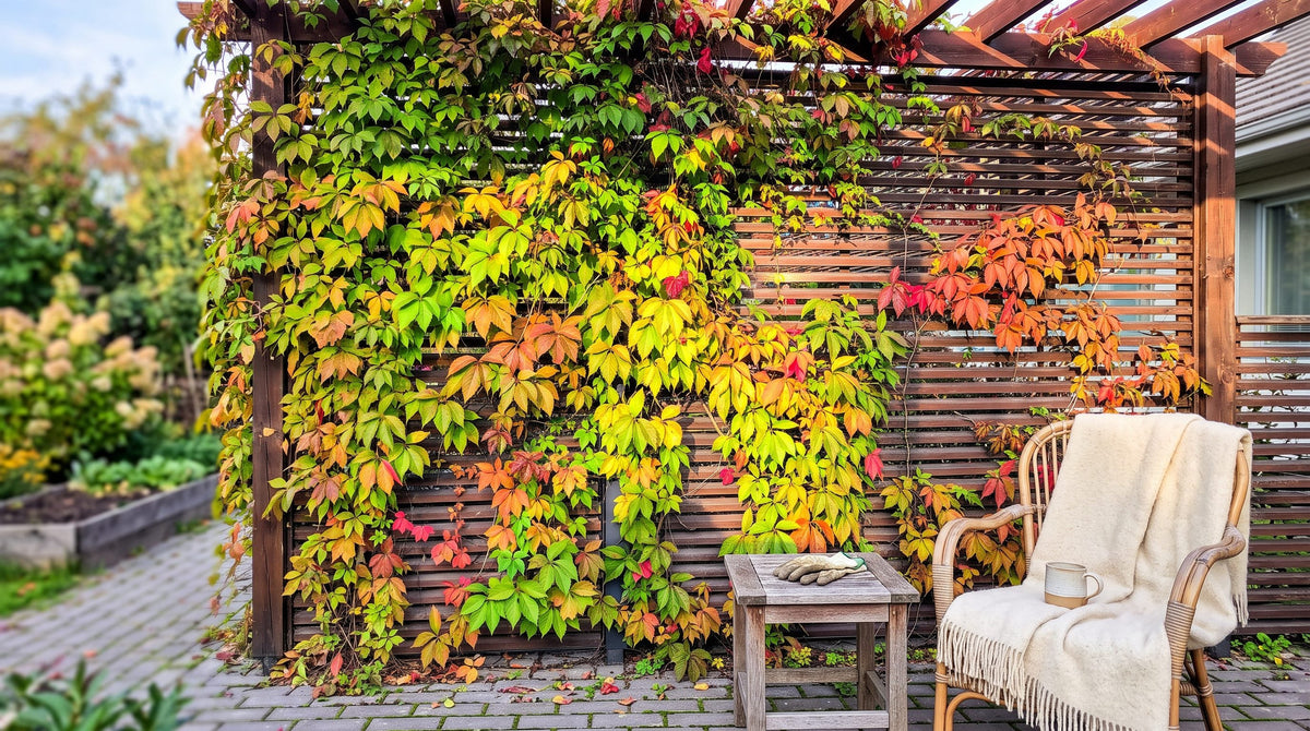 Virginia creeper vine in red autumn color covering a wooden wall