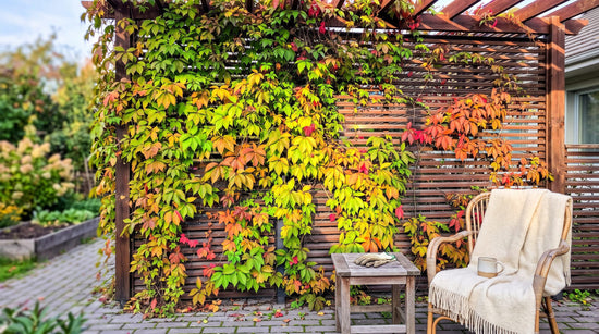 Virginia creeper vine in red autumn color covering a wooden wall