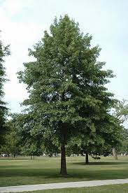 Pin oak tree with lush green canopy and sturdy trunk in park