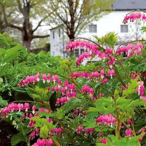 Vibrant pink bleeding heart flowers in 15 old fashioned perennial favorites for your zone