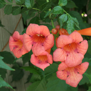 Vibrant coral-orange trumpet flowers in 15 trellis climbing favorites for your zone