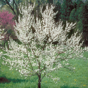 American Plum Tree with dense white blossom clusters in garden