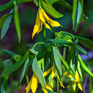 Bellflower Bellwort Plant with yellow bell-shaped flowers and green stems