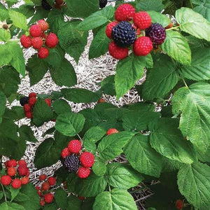 Clusters of ripe red and dark purple raspberries on Black Raspberry Bush