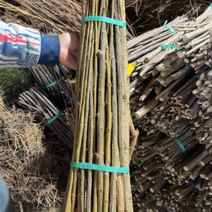 Bundle of black willow live stakes tied with green straps, Black Willow Stakes