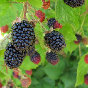 Plump glossy blackberries and ripening red ones on vines for Blackberry Shrub