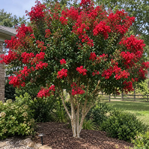 Red crepe myrtle