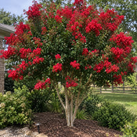 Red Crepe Myrtle