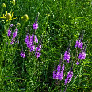 Blue Vervain vibrant purple verbena flowers with green stems in lush grass