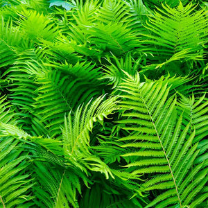 Bracken Fern vibrant green fronds with feathery textures and serrated edges