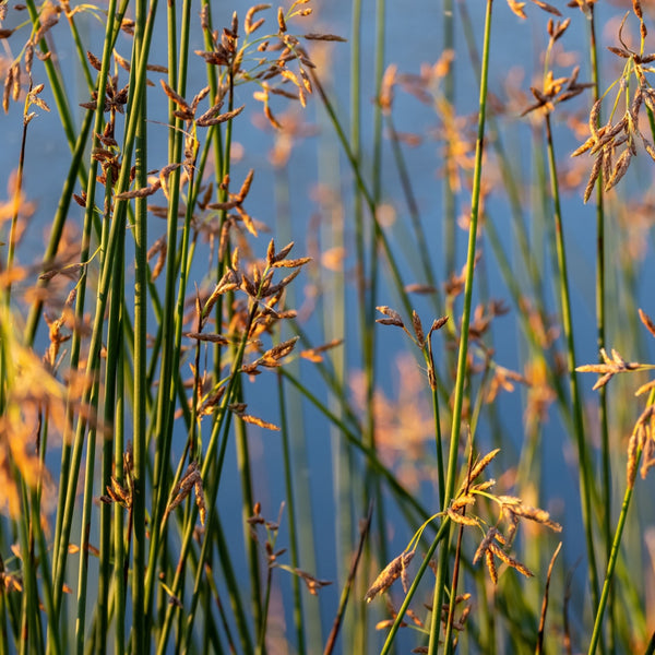 Tall green bulrush reeds with golden-brown seed heads swaying against blue sky