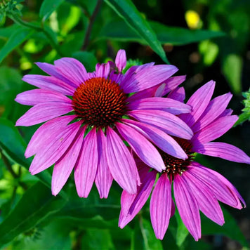 purple coneflower