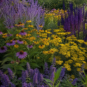 A vibrant garden display featuring purple coneflowers, yellow rudbeckia, yellow yarrow, and tall purple salvia flowers in full bloom - TN Nursery