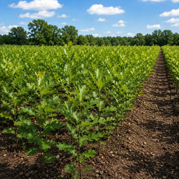 Young celery plants growing in organized rows in a sunlit agricultural field with trees in the background - TN Nursery