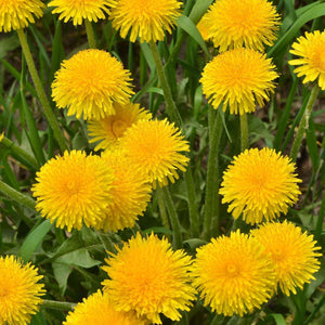 Bright yellow dandelion plant with fluffy radiating petals and green stems